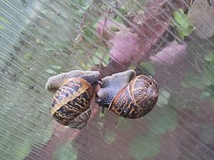 Common Garden snails mating UK Garden 2025