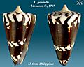 Conus generalis 10