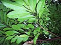 Cupaniopsis foveolata leaves and flowers