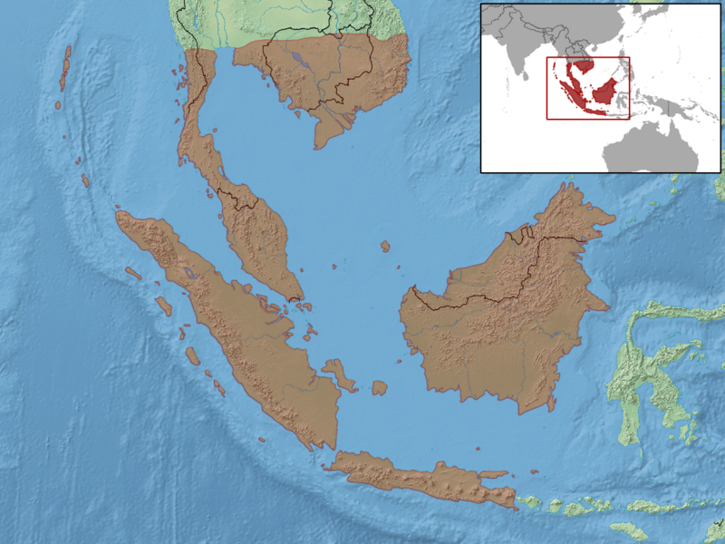 Dasia olivacea distribution