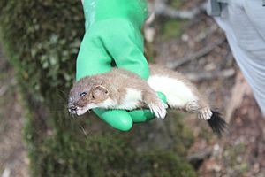 Dead stoat, trapped in Fiordland National Park