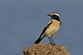 Desert Wheatear Male AMSM5795