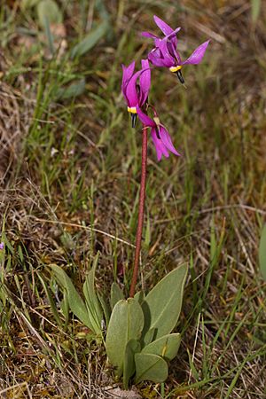 Dodecatheon conjugens 3598.JPG