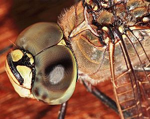 Dragonfly compound eyes02