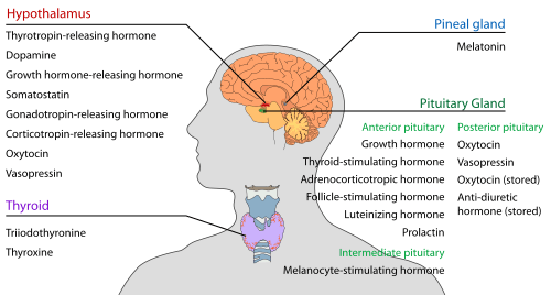 Endocrine central nervous en
