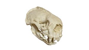 Enhydra lutris skull - MUSE