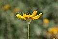 Eriophyllum lanatum - Botanischer Garten Mainz IMG 5600
