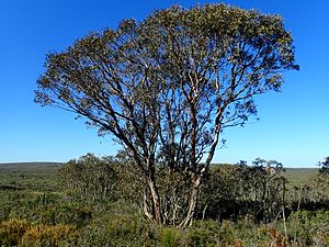 Eucalyptus × balanites habit.jpg