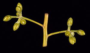 Eucalyptus elliptica buds
