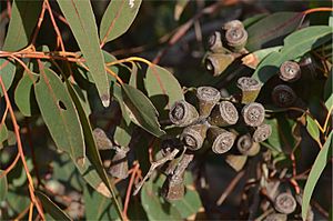 Eucalyptus gomphocephala fruit