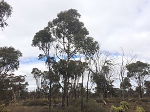 Eucalyptus occidentalis woodland 2