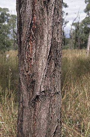 Eucalyptus quadricostata bark