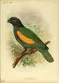 Extinctbirds1907 P17 Amazona violaceus0315
