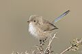 Female White-winged fairywren