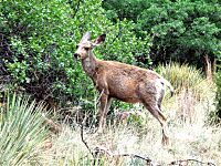 Female mule deer in Garden of the Gods, Colorado Springs, Colorado, USA