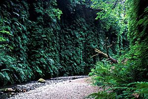 Fern canyon