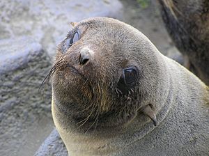 Fur seal face