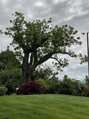 George Bush butternut tree