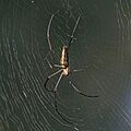 Giant wood spider (Nephila pilipes) female 2