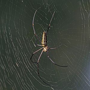 Giant wood spider (Nephila pilipes) female 2.jpg