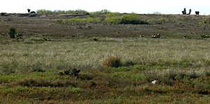 Grassland habitat on the road to Mezquital, Municipality of Matamoros, Tamaulipas, Mexico (18 March 2009)