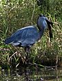 Great Blue Heron - Alafia River State Park