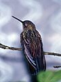Greenish Puffleg (Haplophaedia aureliae)