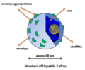 HCV structure