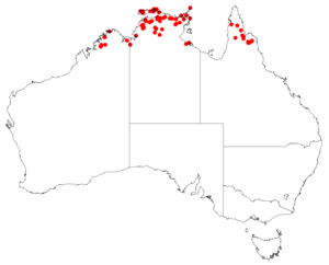 Haemodorum brevicaule Distribution map.png