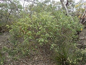 Hakea ferruginea habit