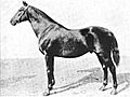 Henry of Navarre (horse)