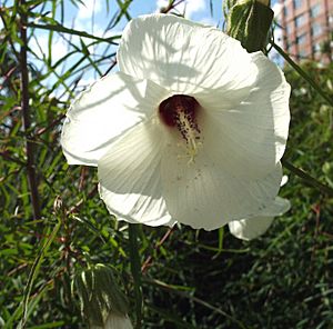 Hibiscus dasycalyx.jpg