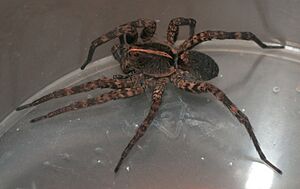 Hogna carolinensis female PEM