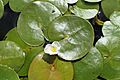 Hydrocharis morsus-ranae kz11
