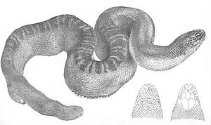 Hydrus Stokesii (Discoveries in Australia).jpg