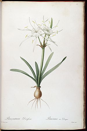 Hymenocallis rotata (as Pancratium disciforme) 3.155.jpg