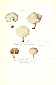 Iconographie des champignons de Paulet (Pl. LXXXIX) (6266440221)