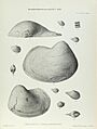 Illustration of Cretaceous Lamelliabranchia by Thomas Alfred Brock-Monograph of Palaeontographical Society-Vol63 1909 0275-Plate44