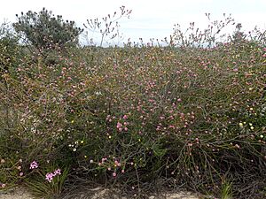 Kunzea similis habit