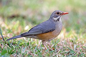 Kurrichane Thrush, Sakania, DRC (7001803096).jpg