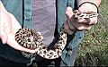 Lampropeltis calligaster calligaster