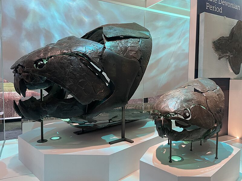 Large and Small Dunkleosteus terrelli