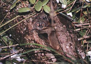 Lepilemur microdon Porter