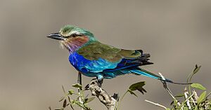 Lilac-breasted roller - Buffalo Springs NR, Kenya, July 22, 2022