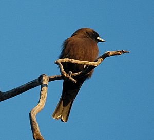 Little Woodswallow Bowra.JPG