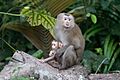 Macaca leonina mother with baby - Khao Yai