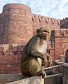 Macaque India 3