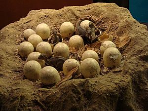 Maiasaura Nest Model.001 - Natural History Museum of London
