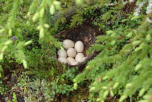 Mallard eggs and nest