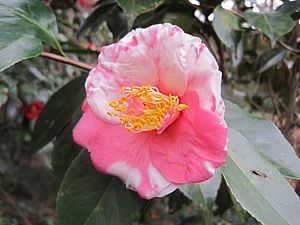 Massee Lane Camellia bloom